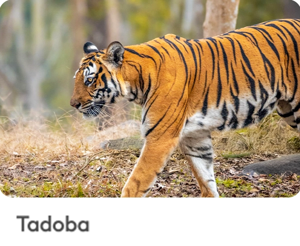 Tadoba